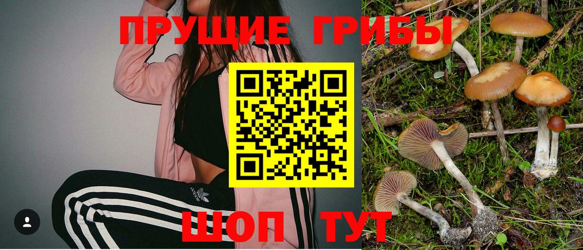 Псилоцибиновые грибы Psilocybine cubensis Киреевск